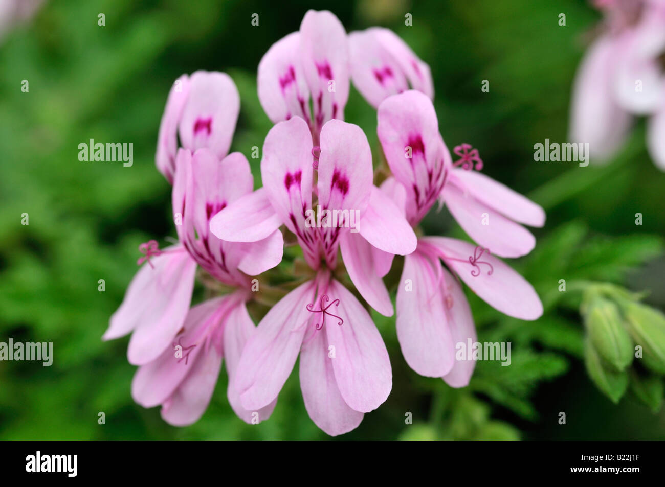 Pelargonium cultivar var sp species multibracheatum flowers purple detail macro closeup close up Stock Photo