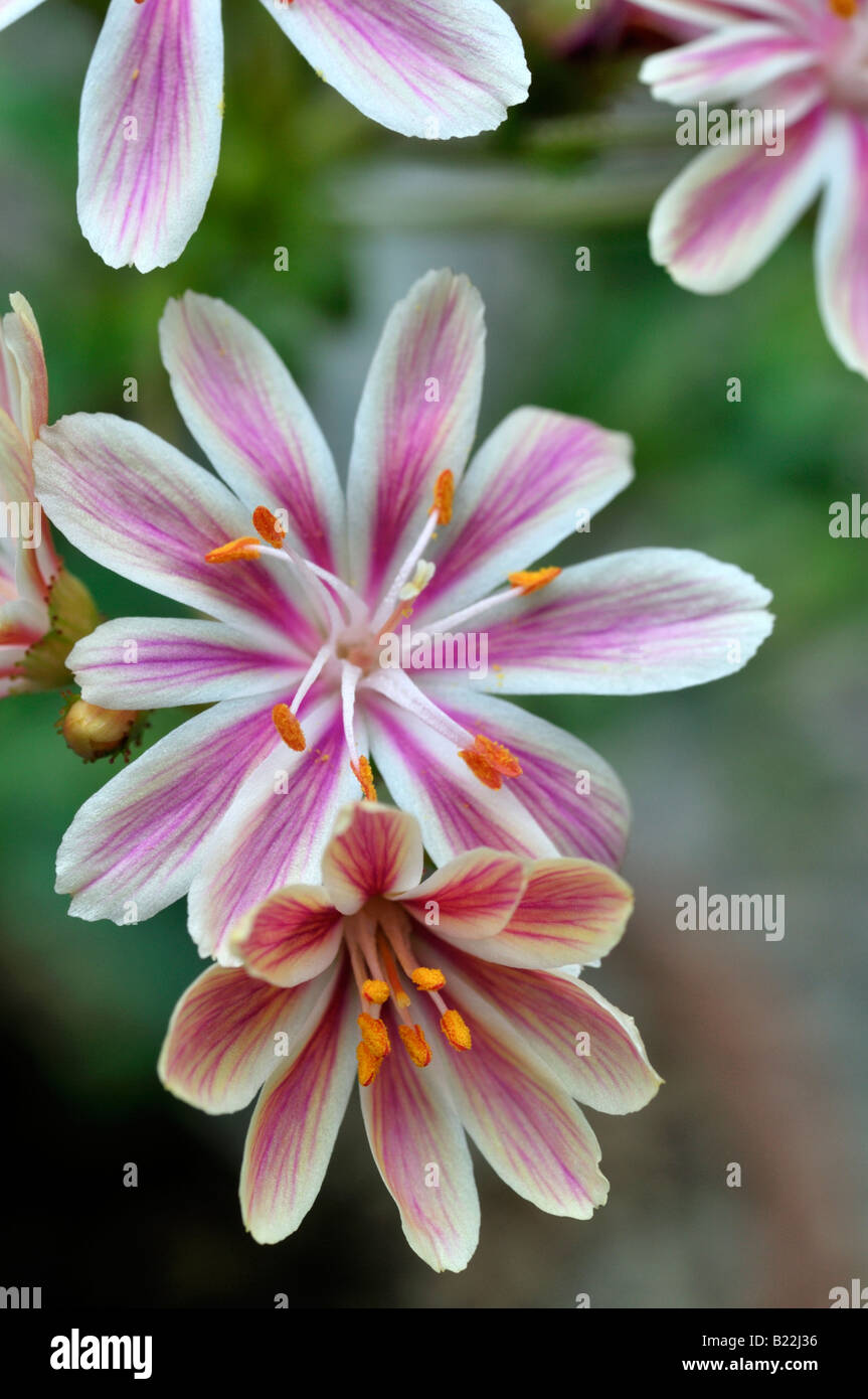 Pink and white Lewisia Cotyledon bitter root hybrid flowers bloom blossom closeup close up marco portrait Stock Photo