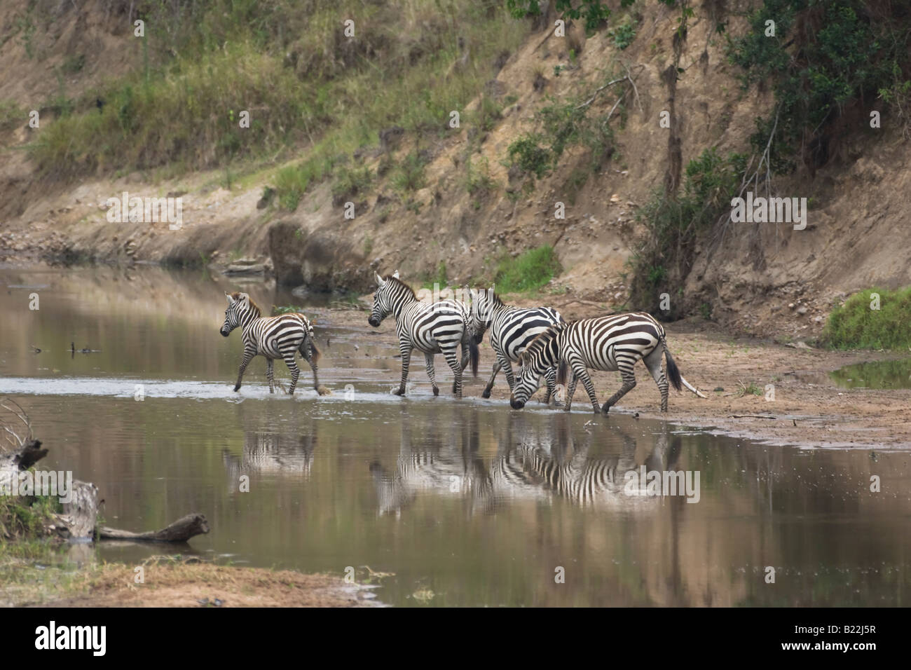 Burchell' s Zebra, Kenya, Africa Stock Photo