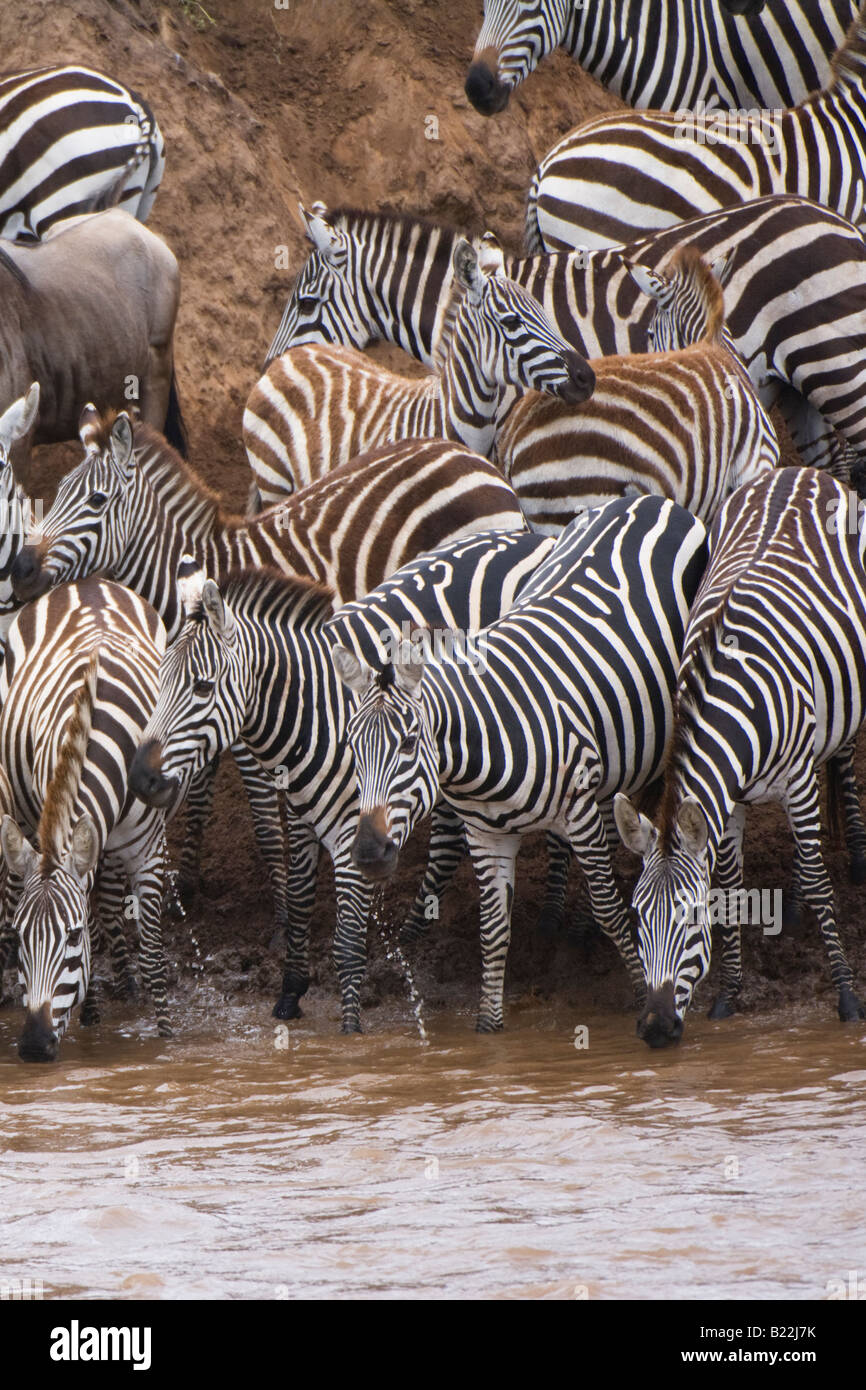Burchell' s Zebra Stock Photo