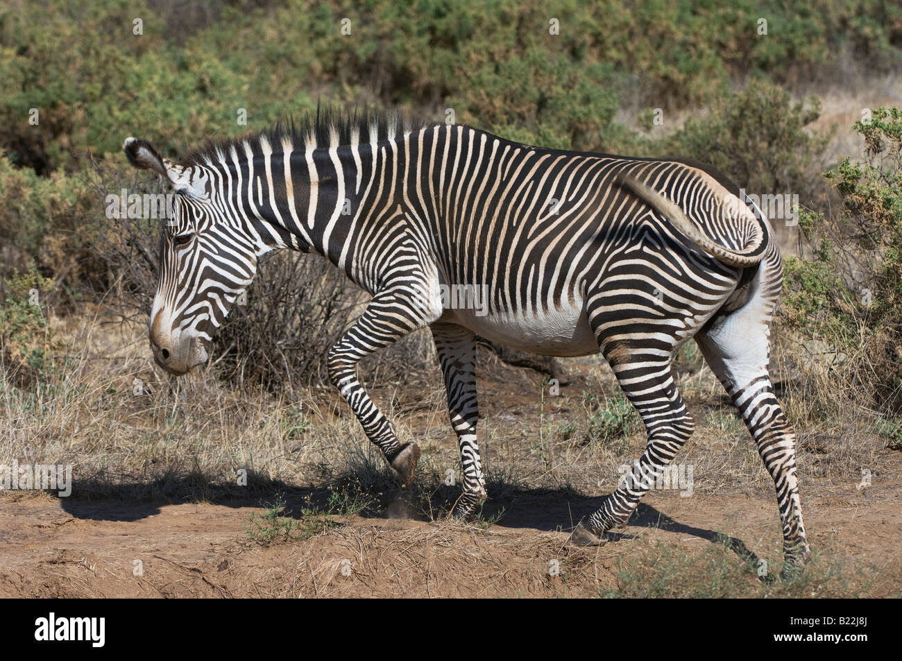 Grevy' s zebra, Kenya, Africa Stock Photo