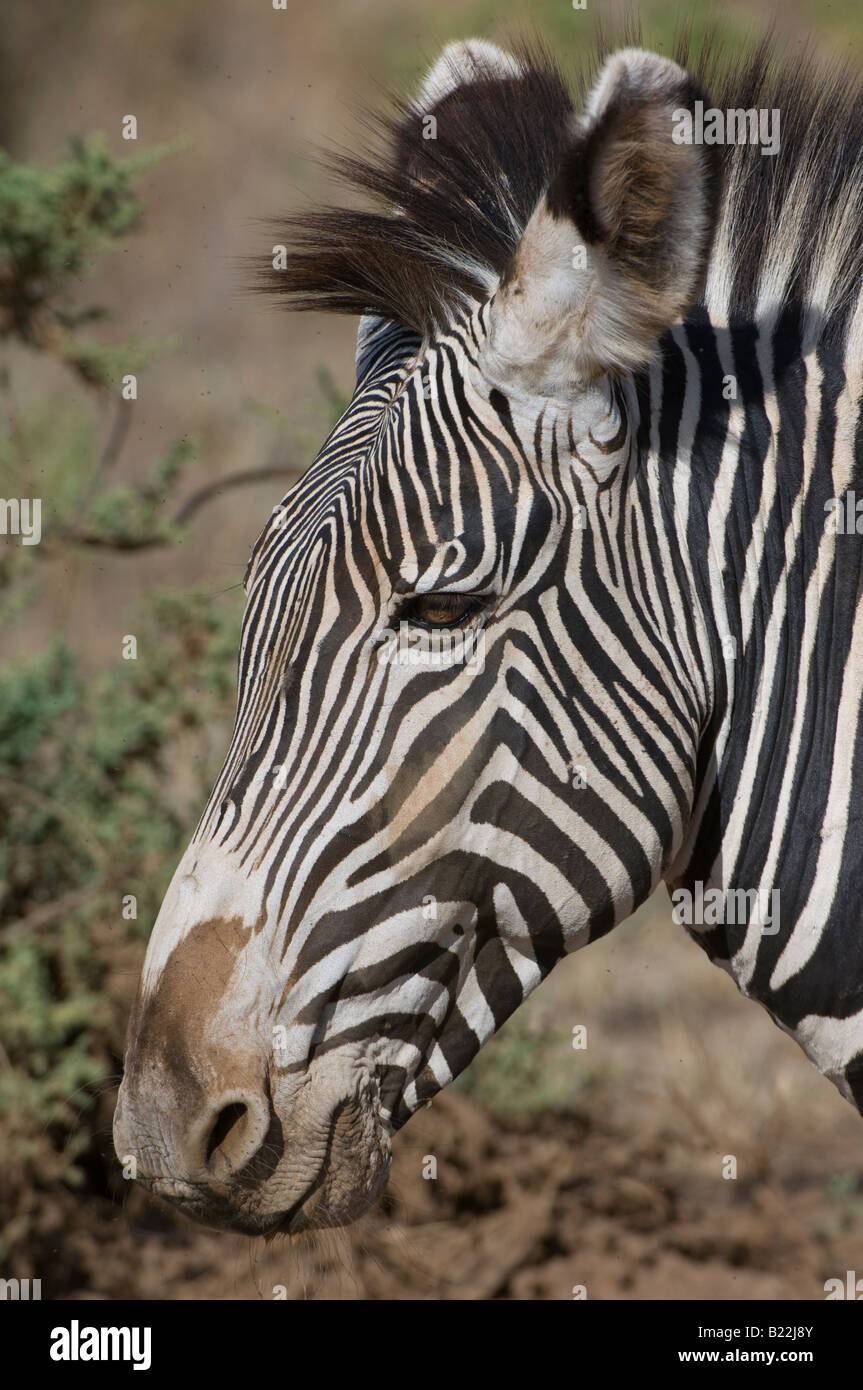 Grevy' s zebra, Kenya, Africa Stock Photo