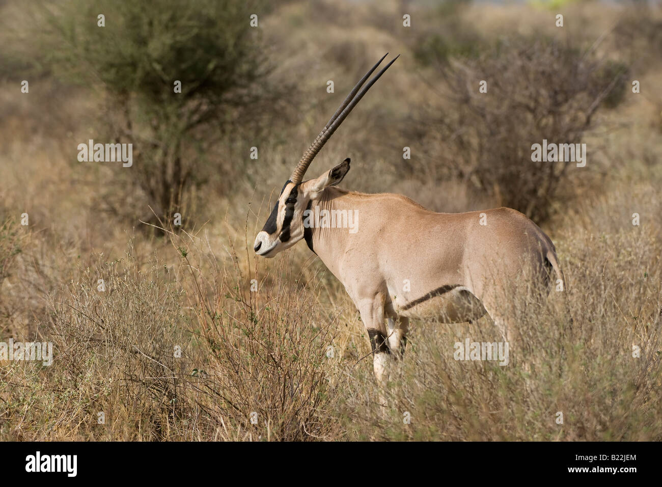 Fringe eared Oryx, Kenya, Africa Stock Photo