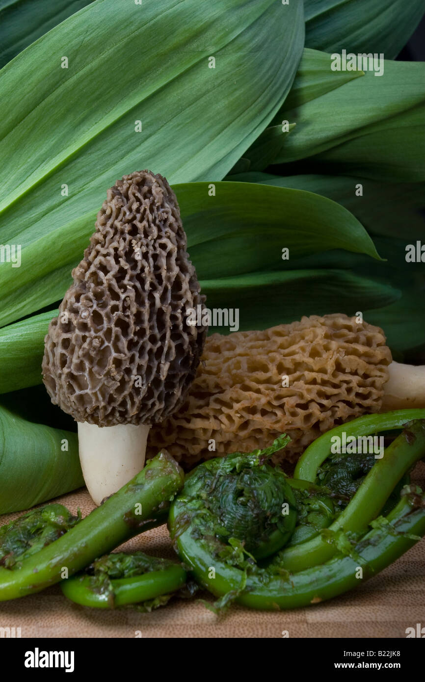 Spring forest trio of morels ramps and fiddlehead ferns Stock Photo Alamy