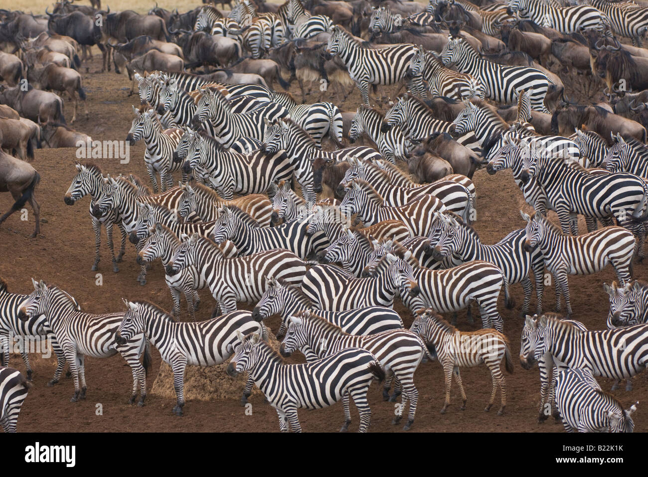 Burchell' s Zebra Stock Photo