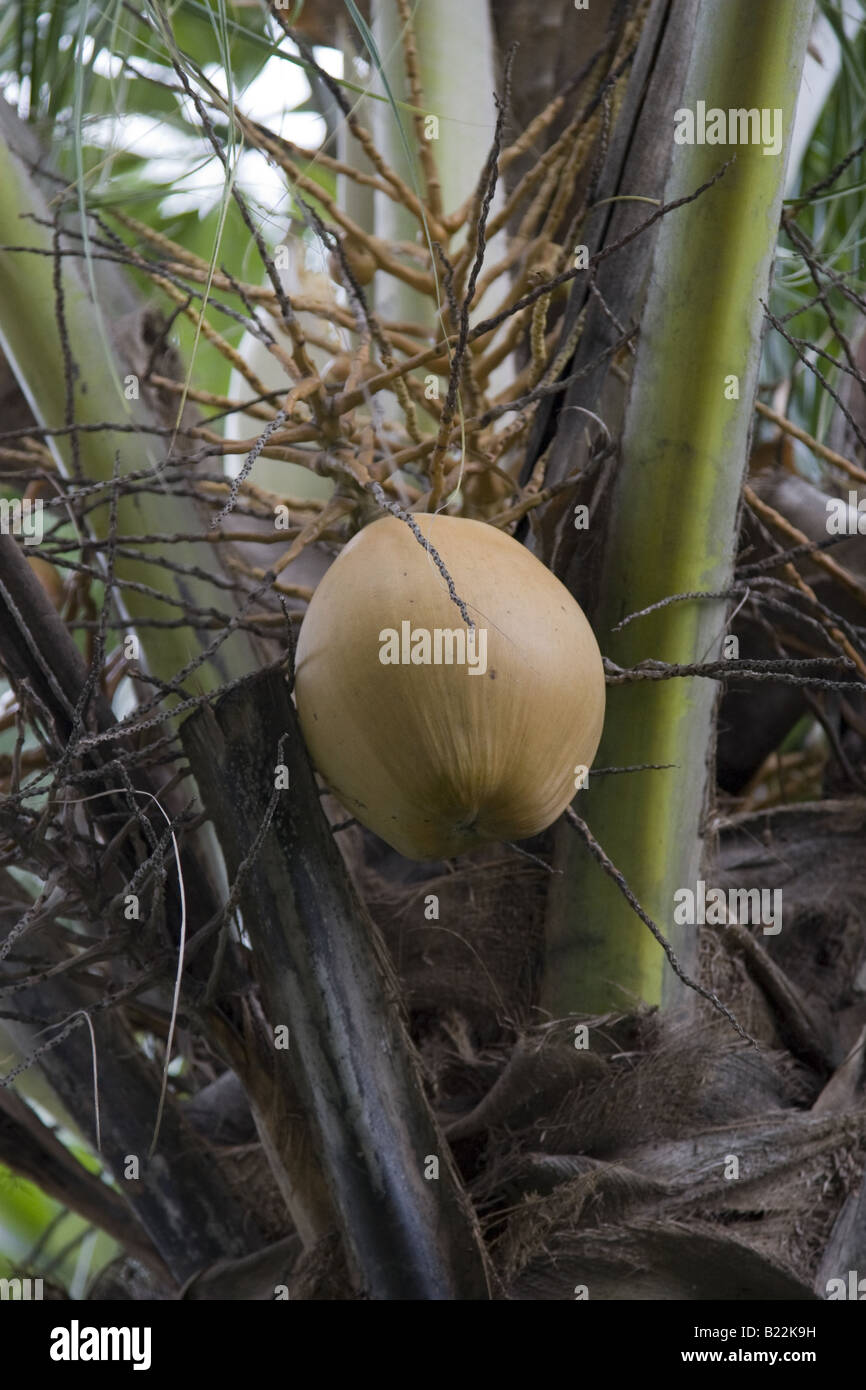 A coconut growing on a palm tree Stock Photo - Alamy
