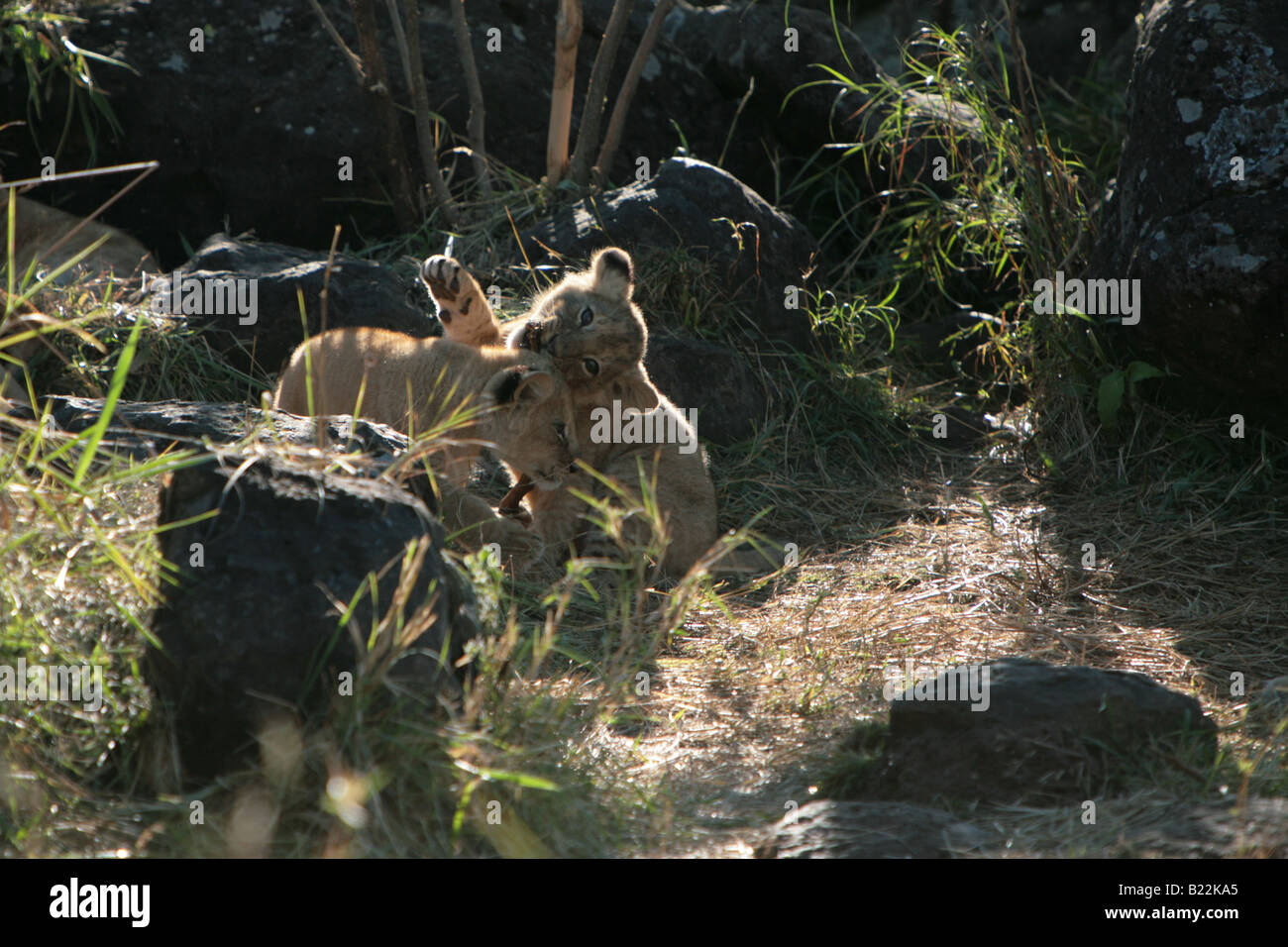 Lion cubs playing in the Masai Mara Kenya Africa. Stock Photo