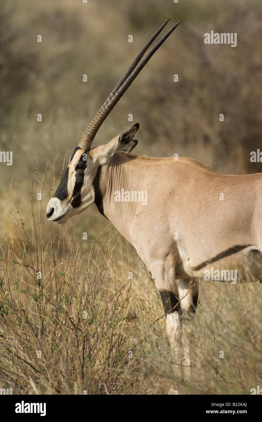 Fringe eared Oryx, Kenya, Africa Stock Photo