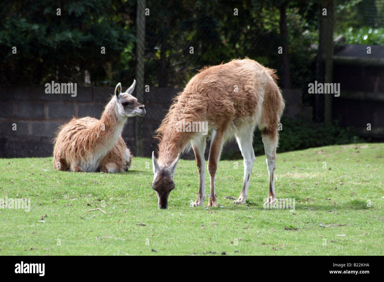 Guanaco Llama (Lama Guanicoe) [Chester Zoo, Chester, Cheshire, England, Great Britain, United Kingdom, Europe].                . Stock Photo