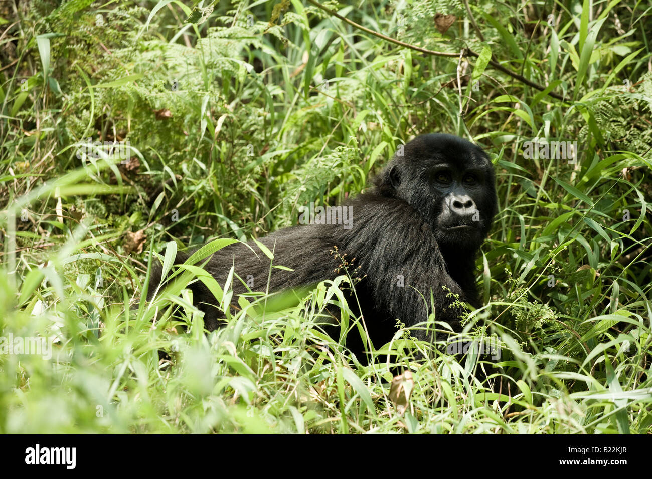 Mountain Gorilla Stock Photo