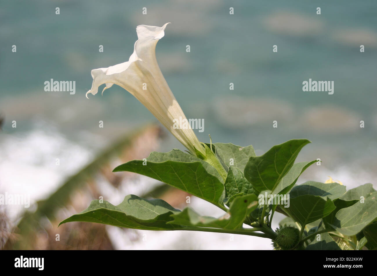 The sacred and deadly Datura or Thorn Apple growing wild on a cliff in Varkala India Stock Photo