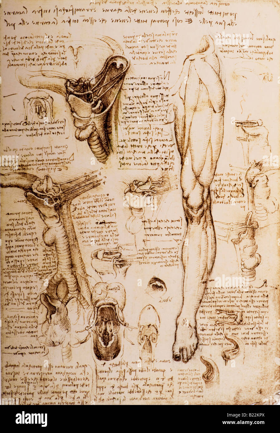 The 'Instruments' of Breathing, Swallowing and Speaking by Leonardo da Vinci 1509 Stock Photo