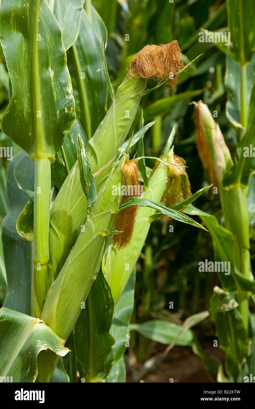 Three Ears Of Corn Stock Photo Alamy