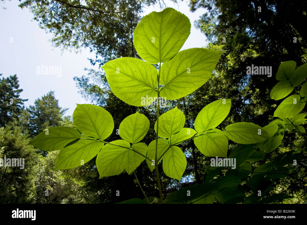 Sun behind green leaves tree hi-res stock photography and images - Alamy