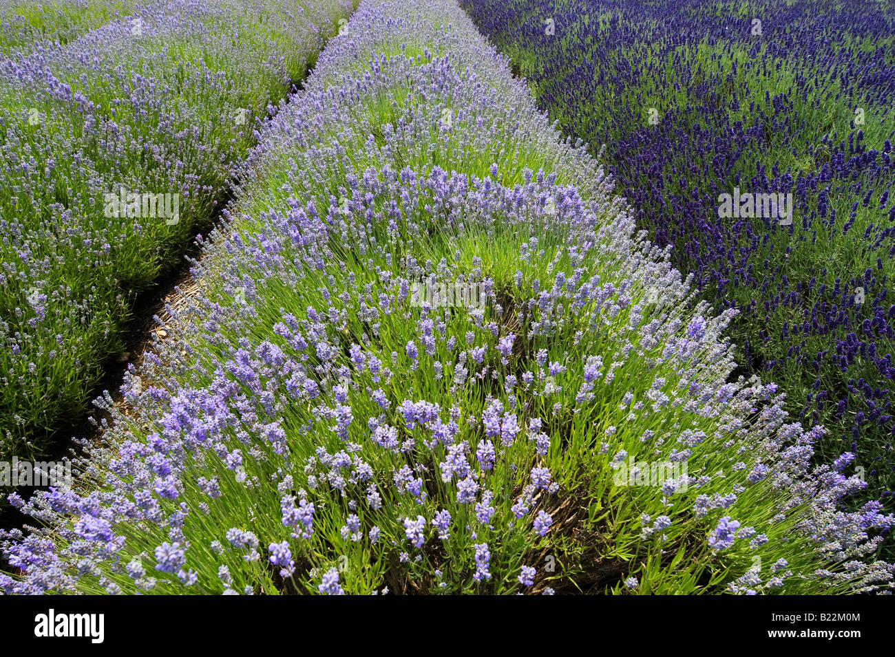 Little Lady and Hidcote Lavender rows Stock Photo