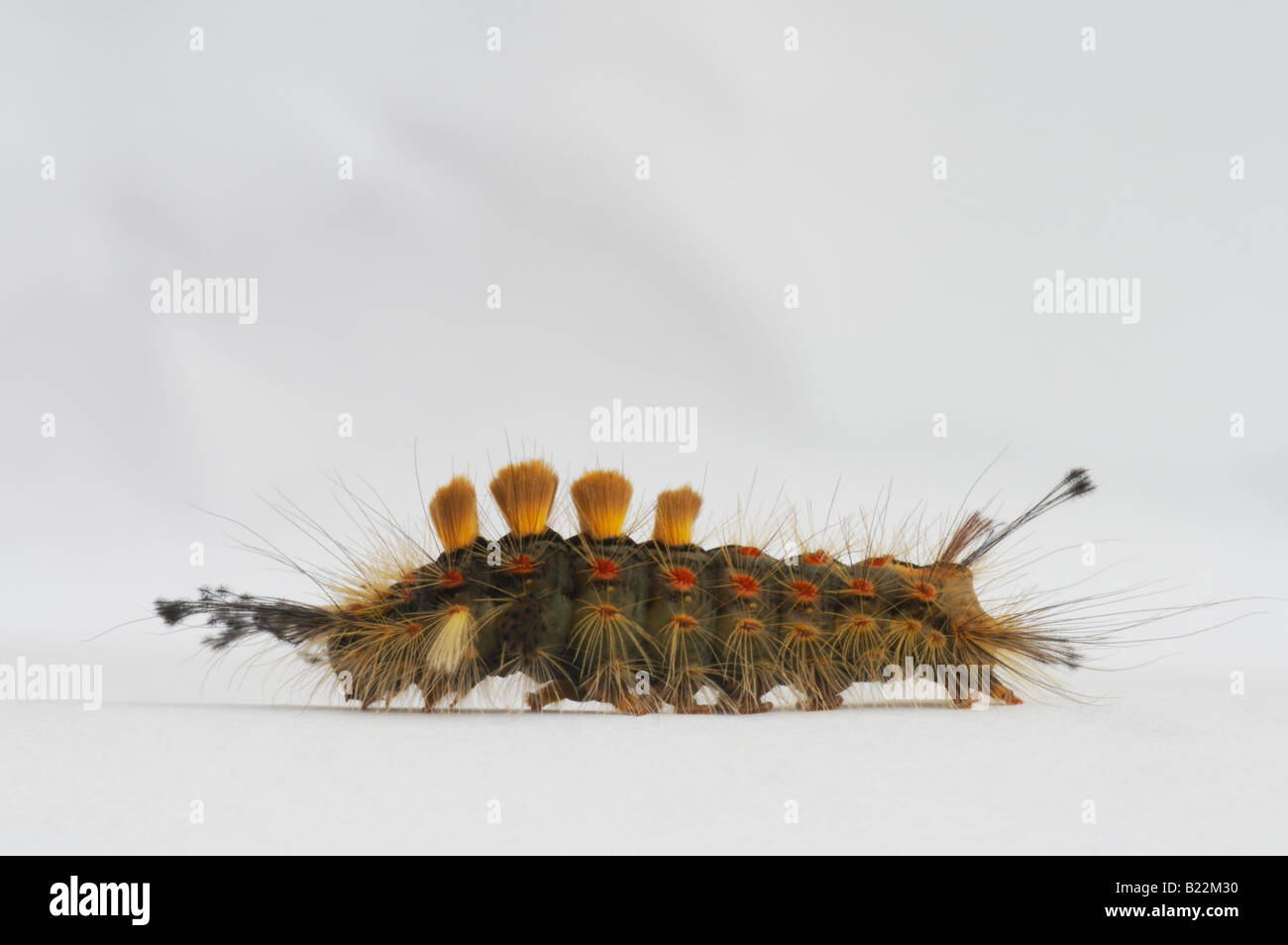 caterpillar of the vapourer moth Orgyia antiqua of the Lymantriidae family on a white background Stock Photo