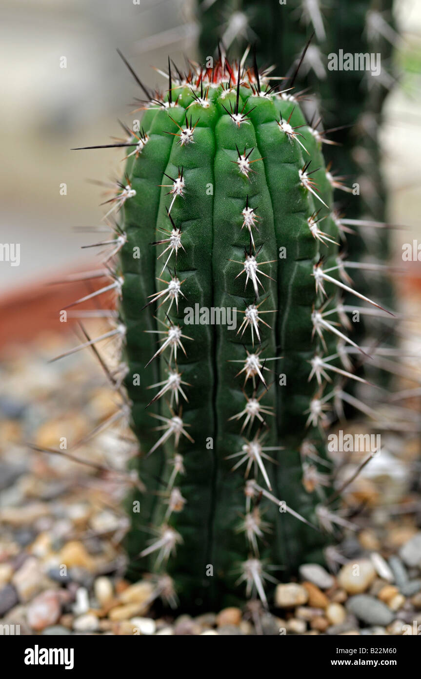 rauhocereus riosaniensis cactus known for its nocturnal flowers Stock Photo