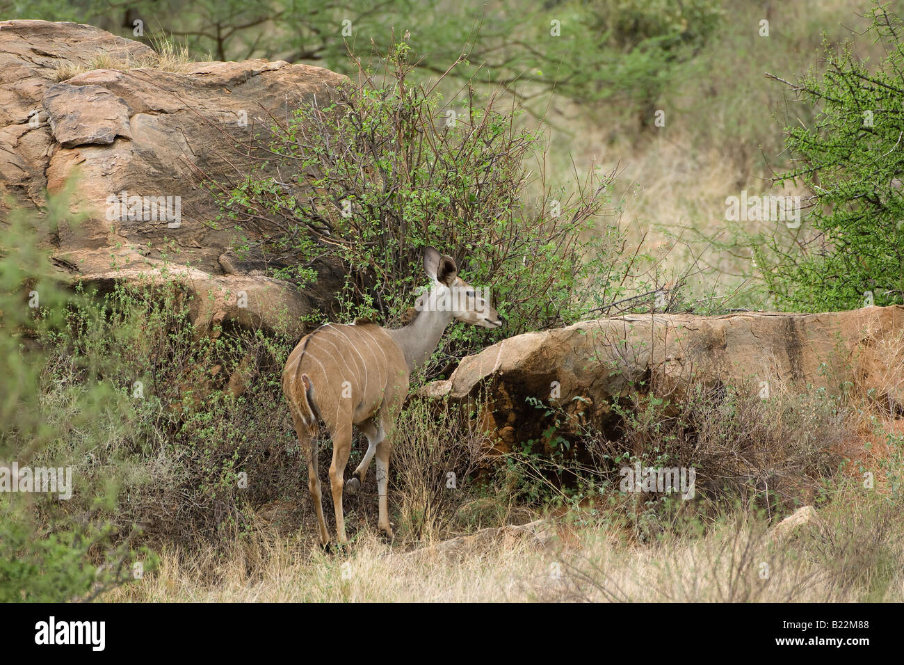 Lesser Kudu, Kenya, Africa Stock Photo