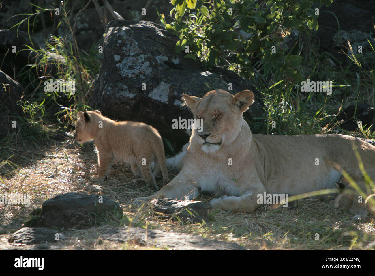 A lioness and her cubs at sunrise in the Masai Mara Kenya Africa. Stock Photo
