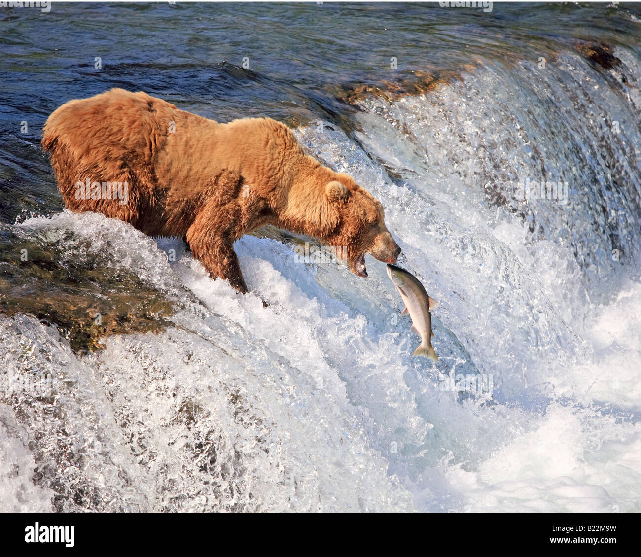 Grizzly bear catching fish hi-res stock photography and images - Alamy
