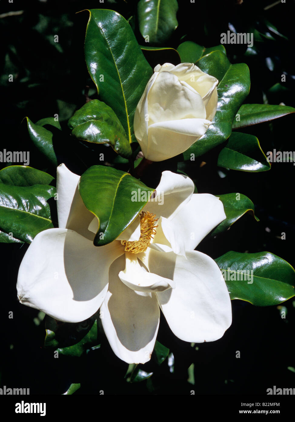 Southern Magnolia blossoms Stock Photo - Alamy