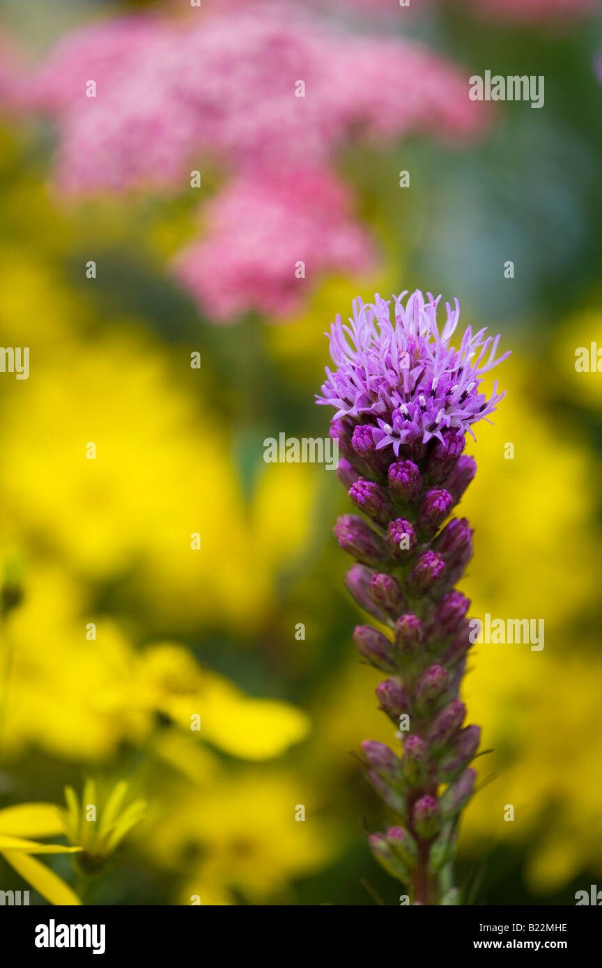 Liatris spicata. Button snakewort flower against yellow background Stock Photo