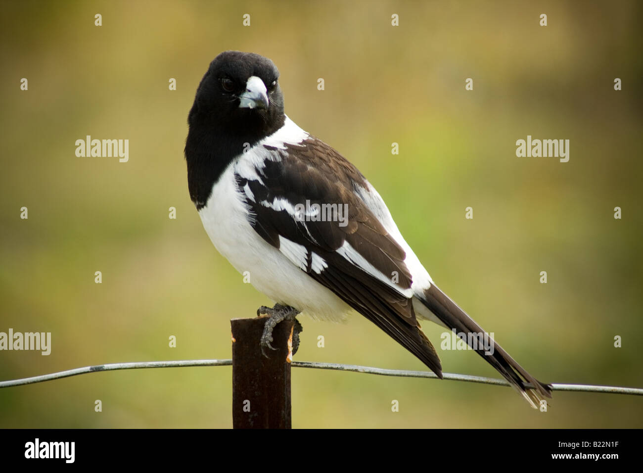 An Australian Pied Butcher Bird (craticus nigrogularis Stock Photo Alamy