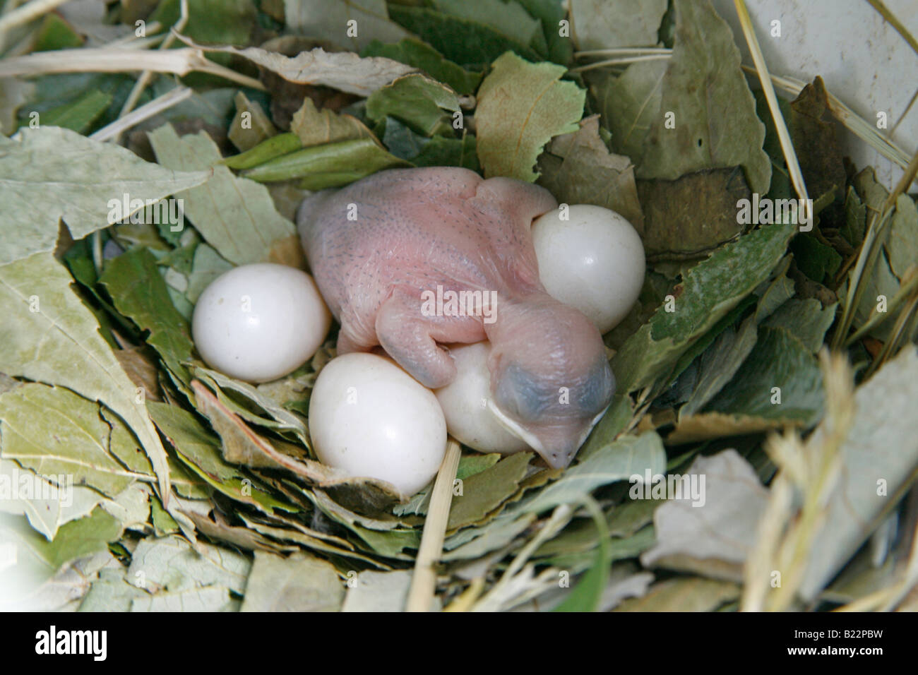 Purple Martin Nest with Hatchling and Four Eggs Stock Photo