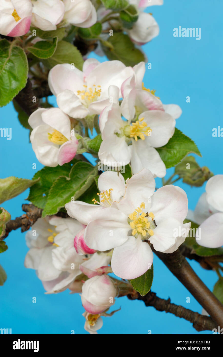 Apple flowers Stock Photo