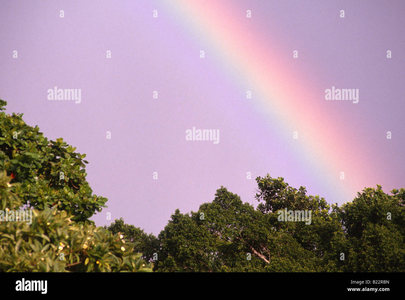 Eucalyptus rainbow Cairns AUST Stock Photo