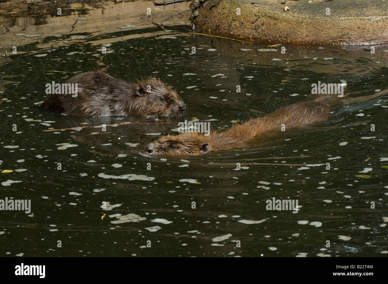 Beaver couple enjoying a swim Stock Photo - Alamy
