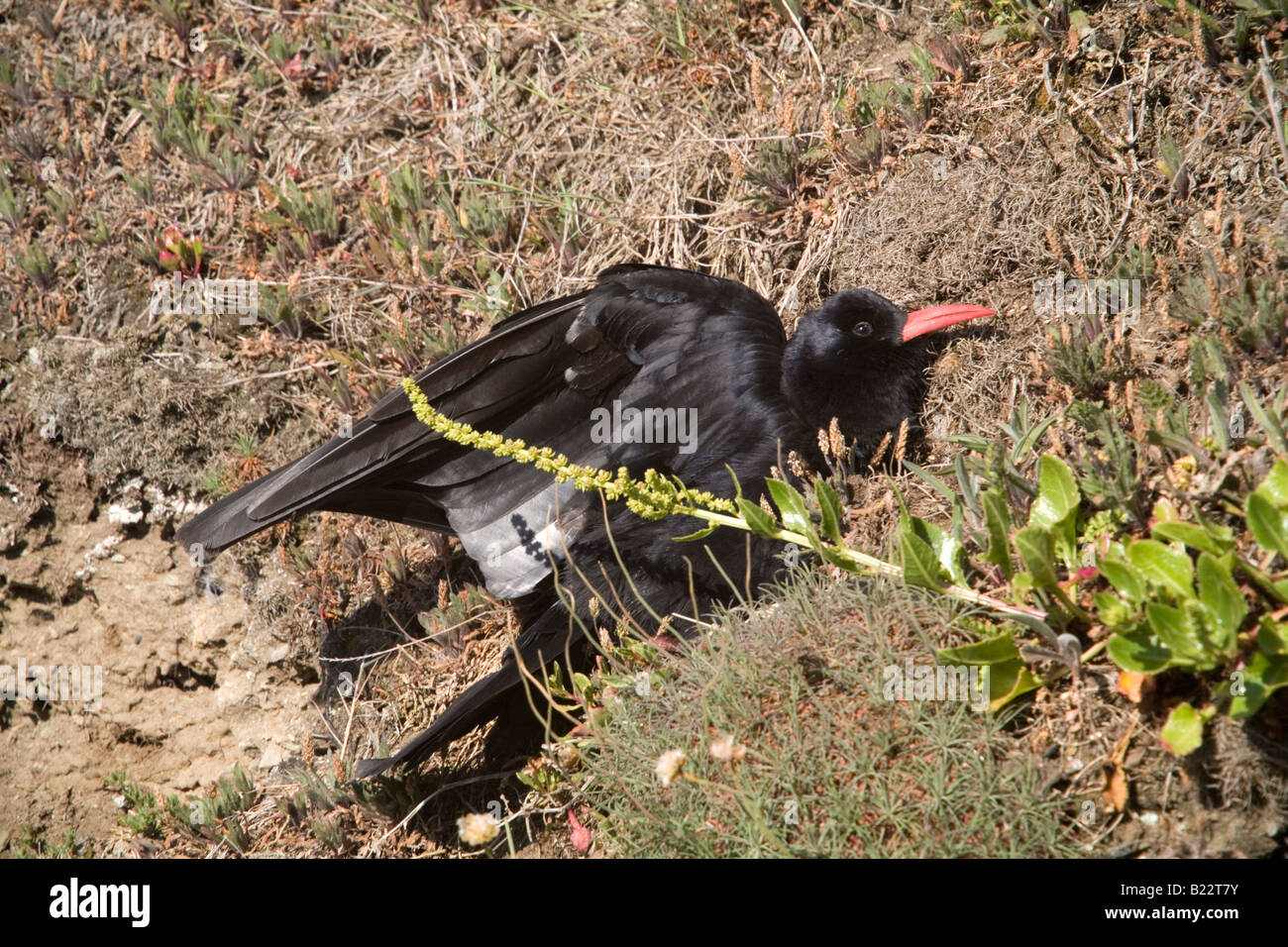 chough Pyrrhocorax pyrrhocorax sunbathing cornwall Stock Photo