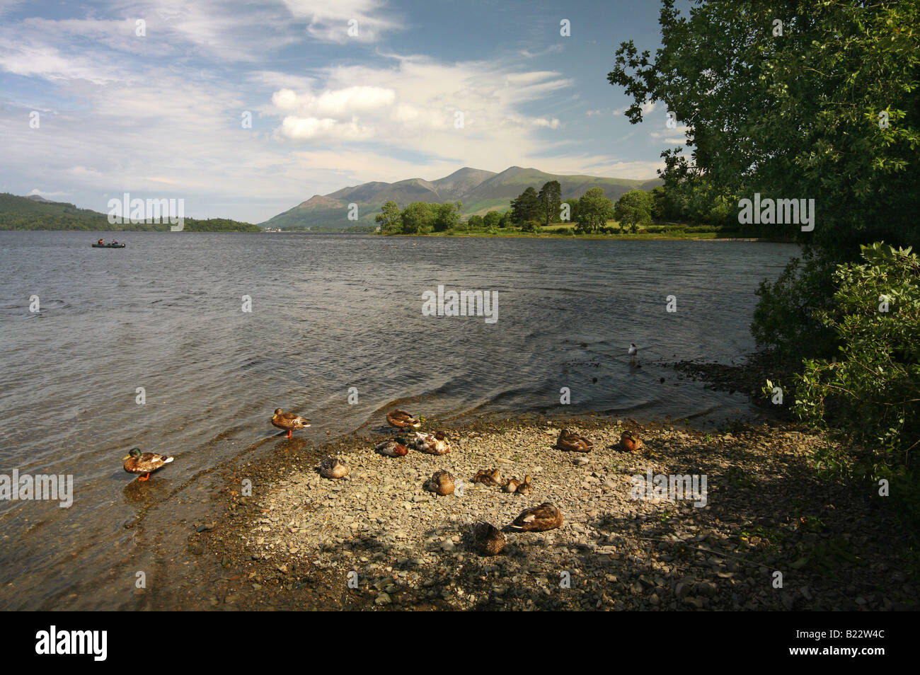 Lake blue sky clouds ducks Derwent Water Lake District Stock Photo