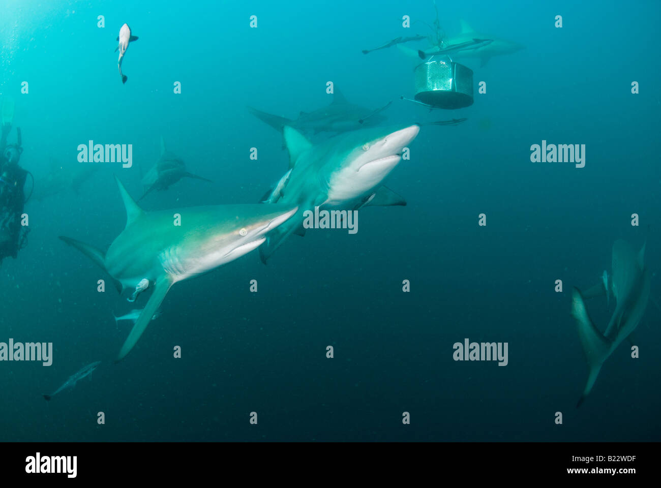 blacktip sharks and camera man Carcharhinus limbatus Aliwal Shoal ...