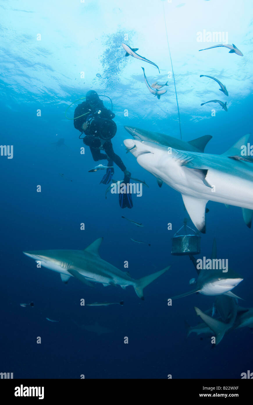 blacktip sharks and scuba diver Carcharhinus limbatus Aliwal Shoal