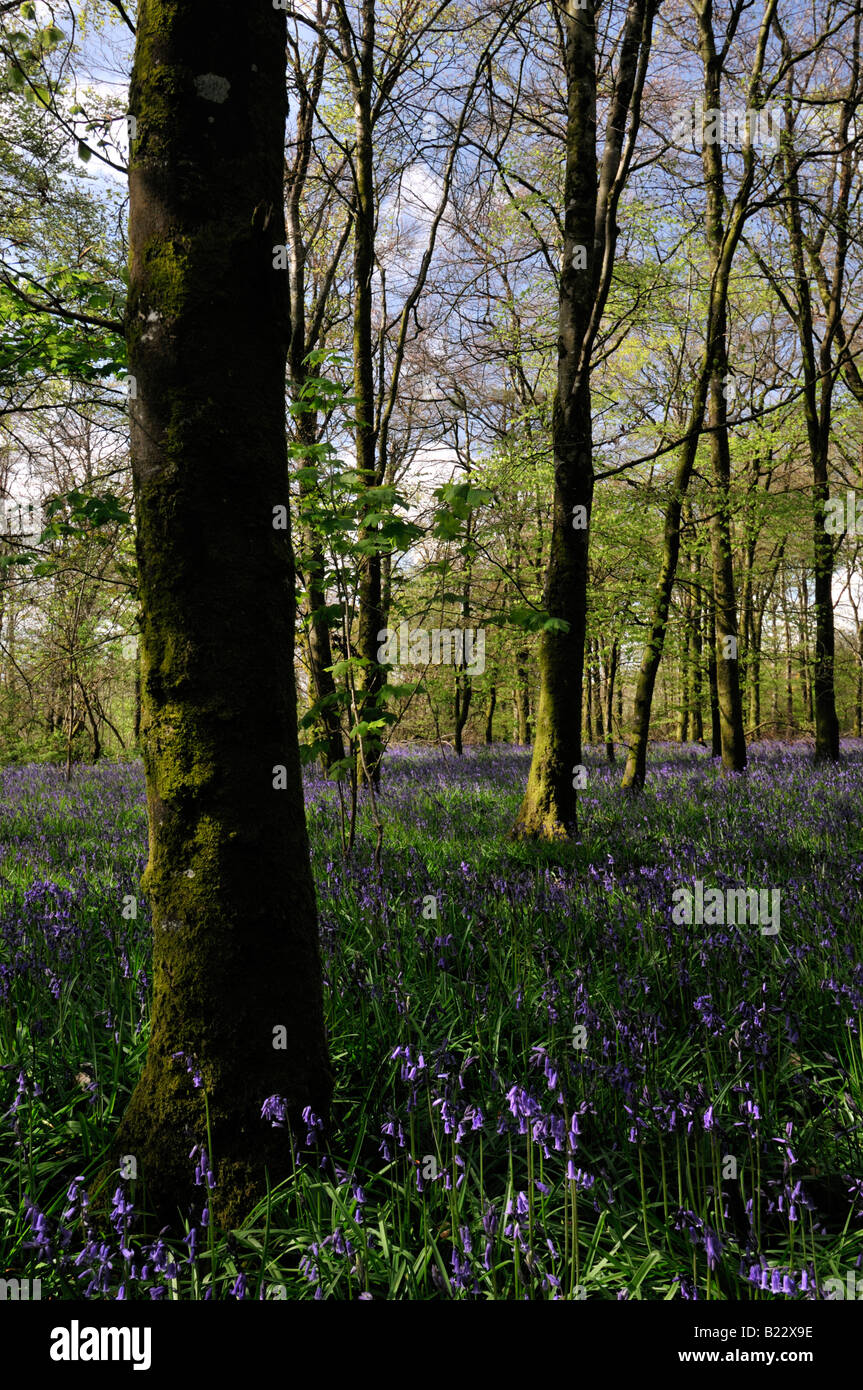 footpath through a Carpet of bluebells in Jenkinstown Wood County Kilkenny Ireland Stock Photo