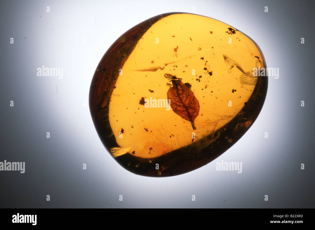 Leaf preserved in Amber Stock Photo - Alamy