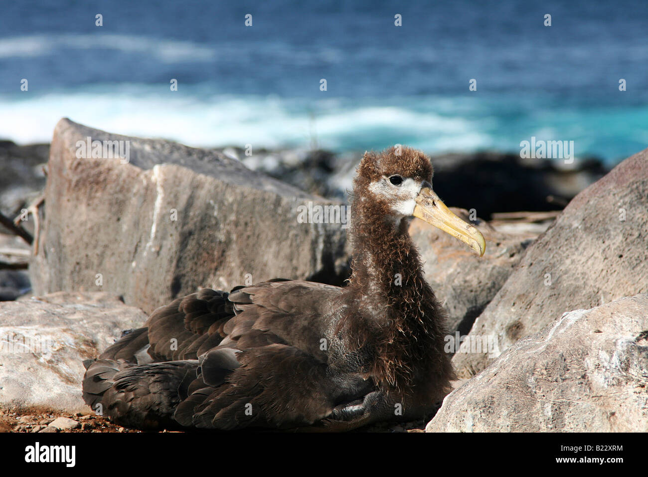 Baby albatross on Espanola Island, Galapagos Stock Photo