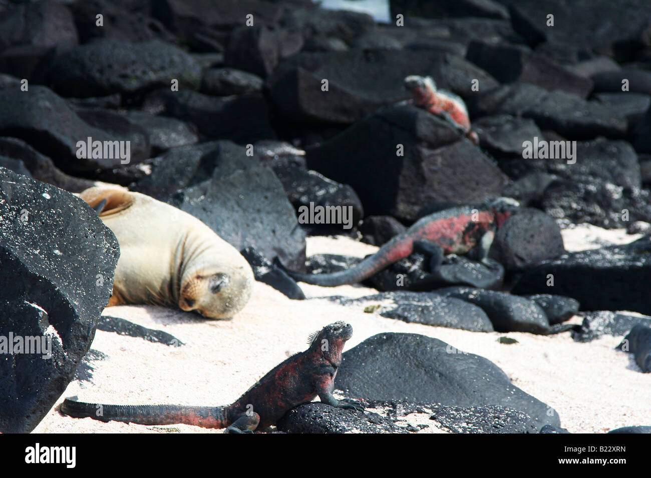 seals and iguanas lounging on Espanola Island, Galapagos Stock Photo
