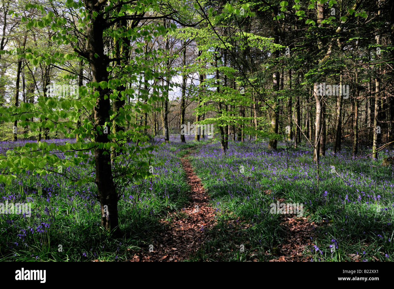 footpath through a Carpet of bluebells in Jenkinstown Wood County Kilkenny Ireland Stock Photo