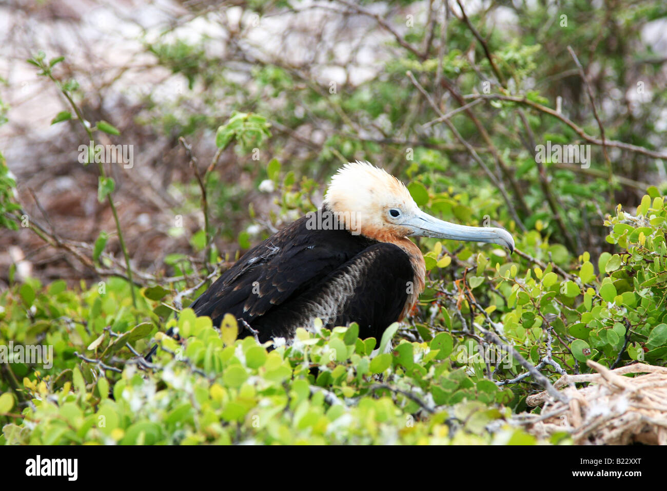 Albatross in Galapagos Stock Photo - Alamy