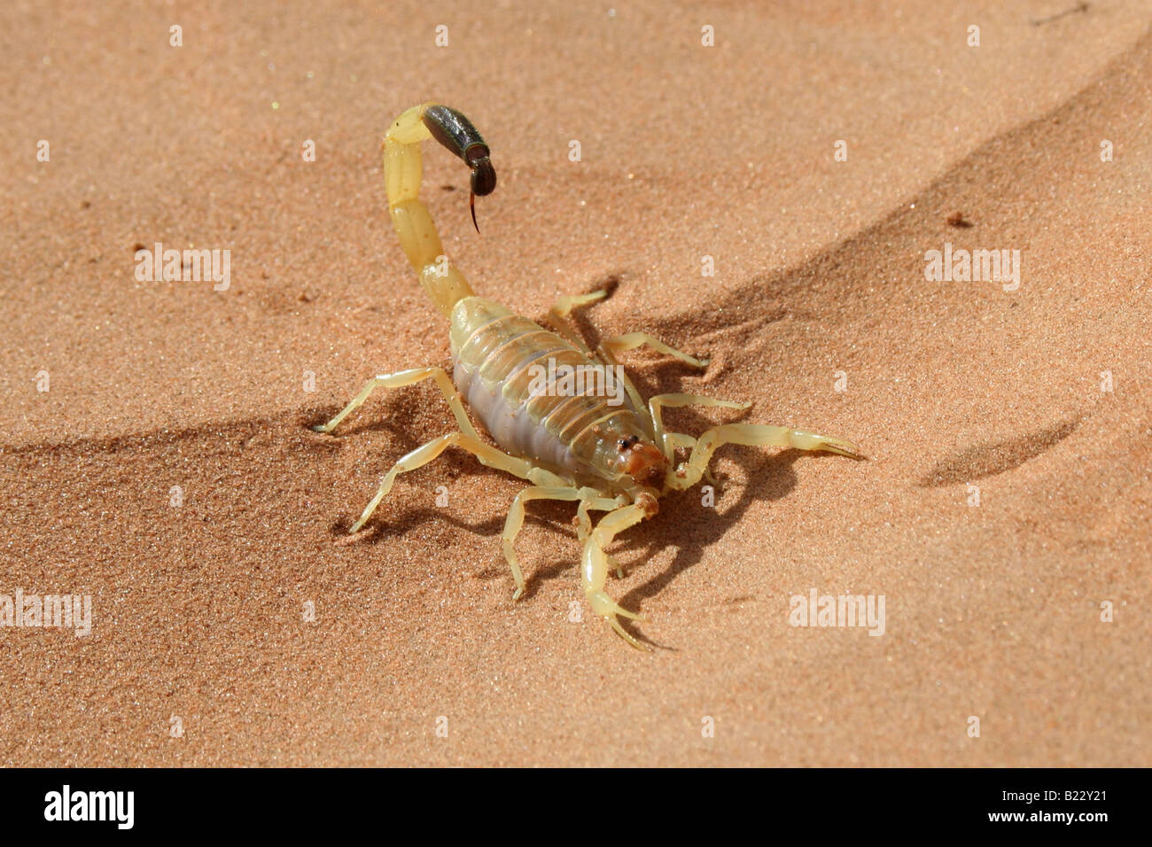 Scorpion Wahiba Sands, Sultanate of Oman Stock Photo