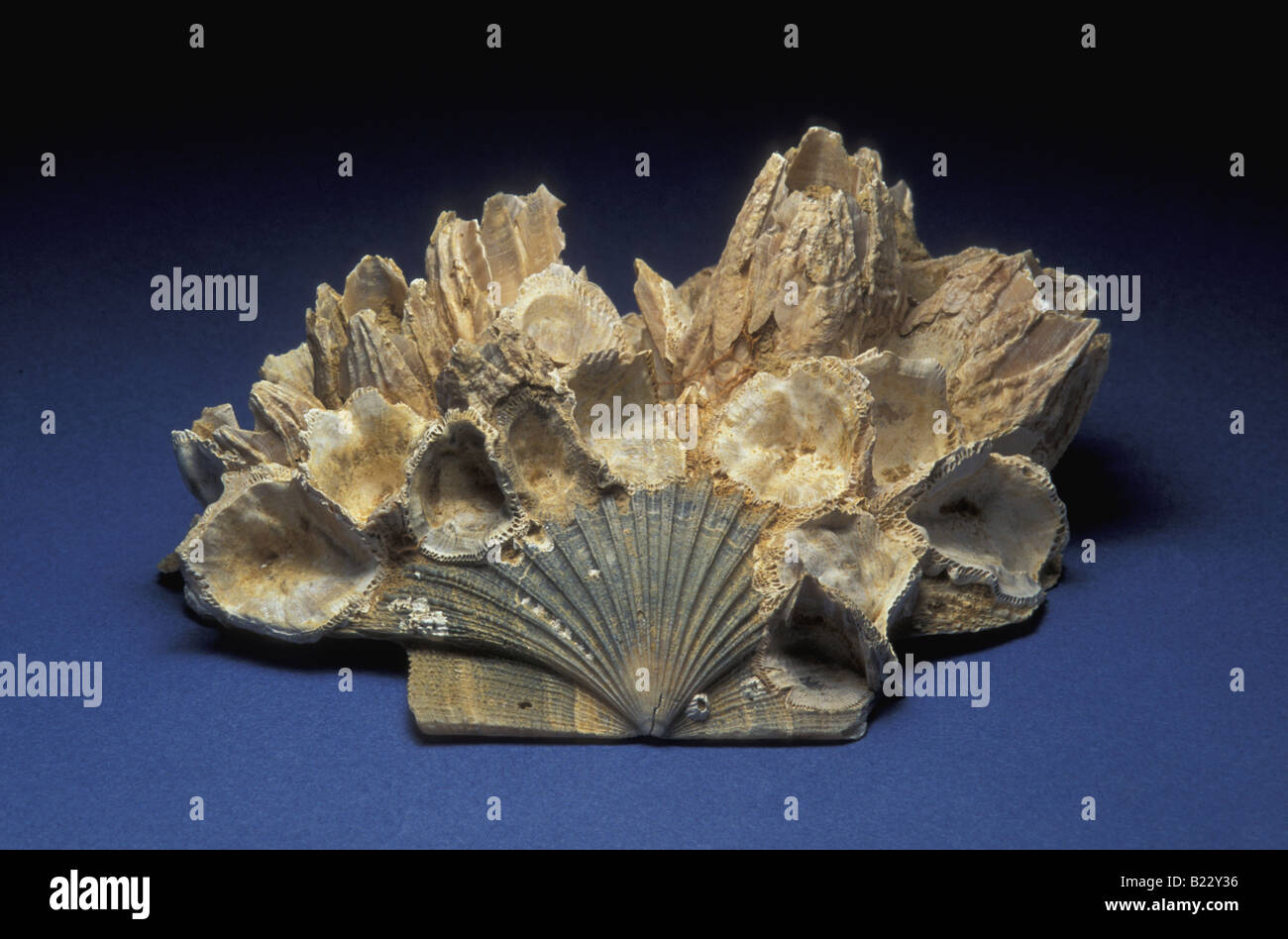 Barnacle Fossils ( Balanus concavus ) Stock Photo