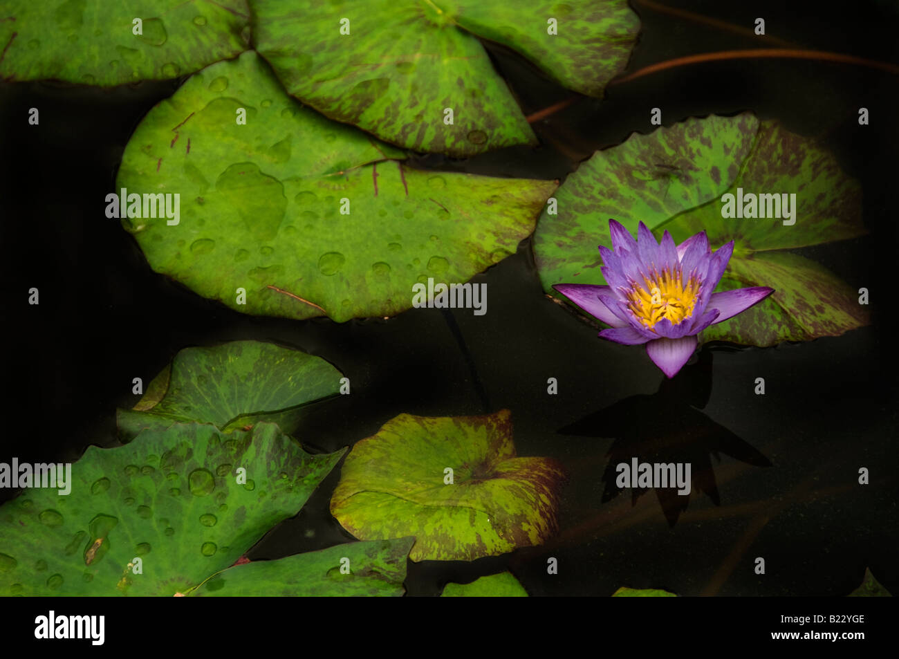 Water lily, lotus flower. Stock Photo