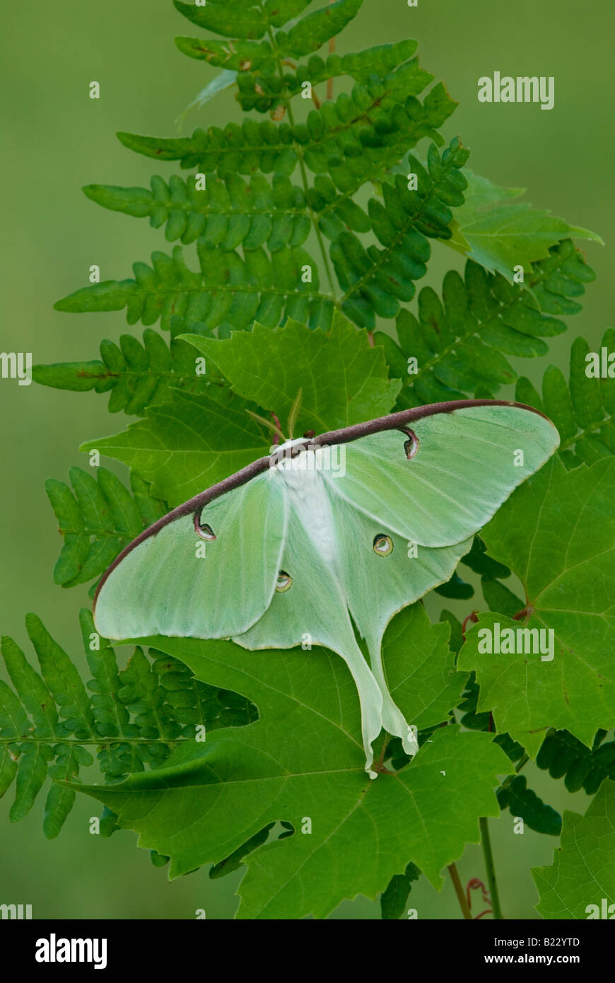 Luna Moth ( Actias luna ) E USA Stock Photo