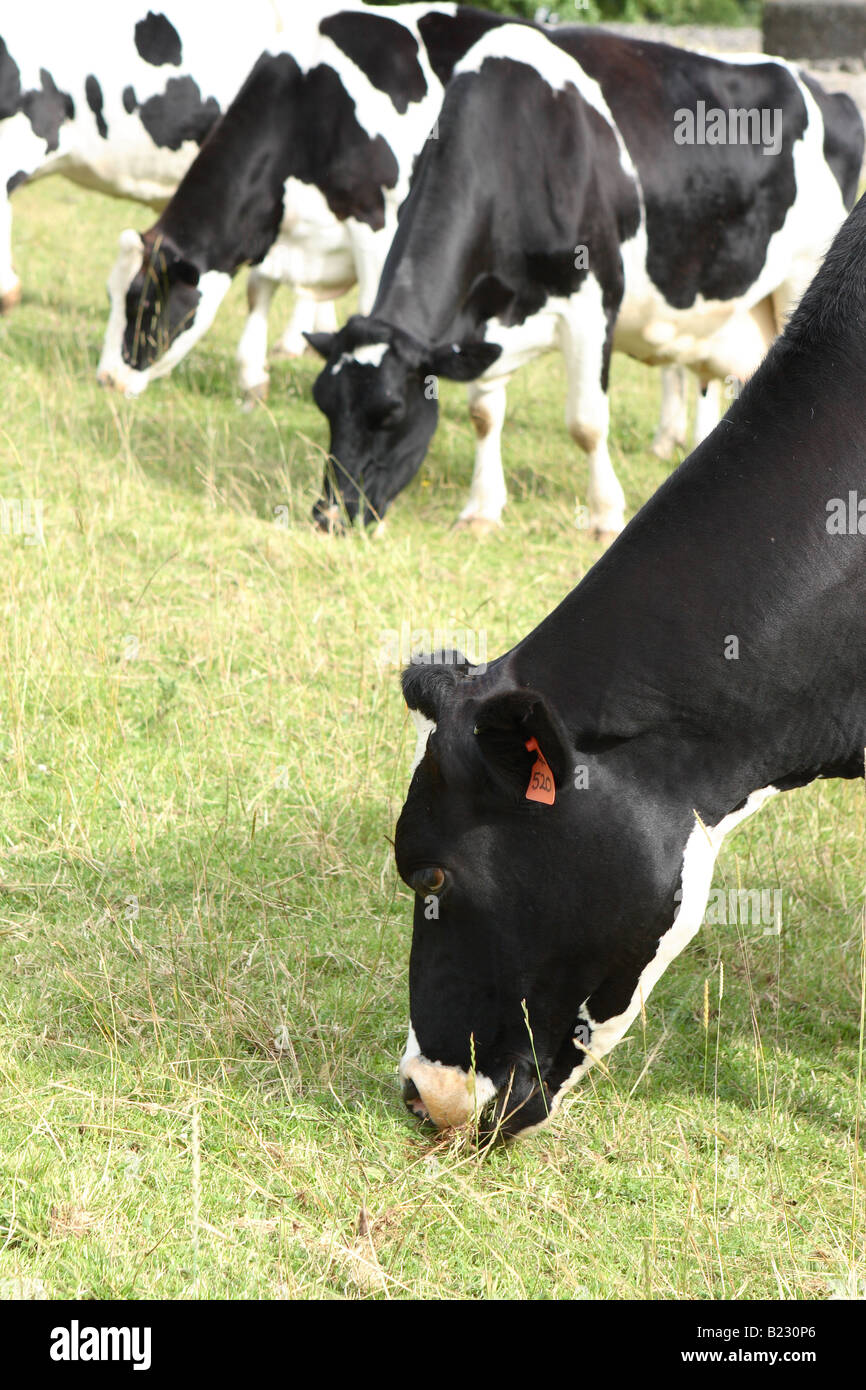 Friesian Dairy cow herd black and white eating grass on hillside in ...