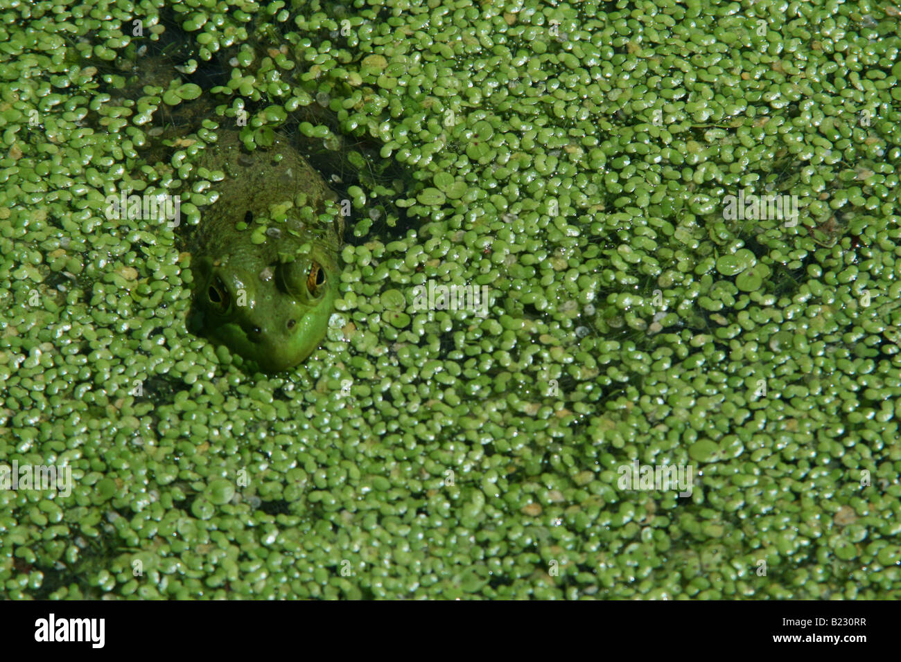 Green Frog in Pond with Duckweed E USA Stock Photo