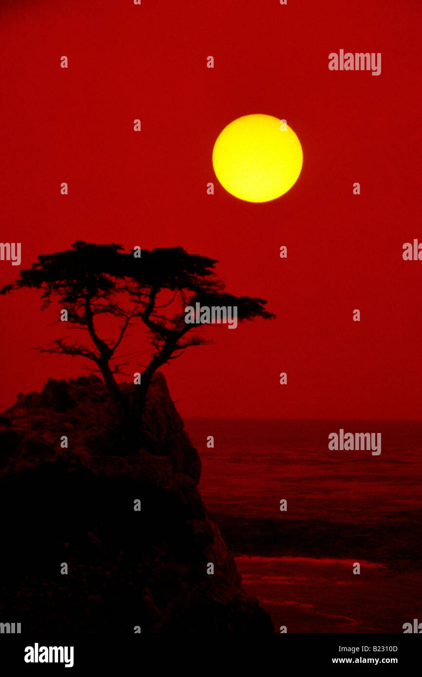 Silhouette of trees at sunset Stock Photo - Alamy