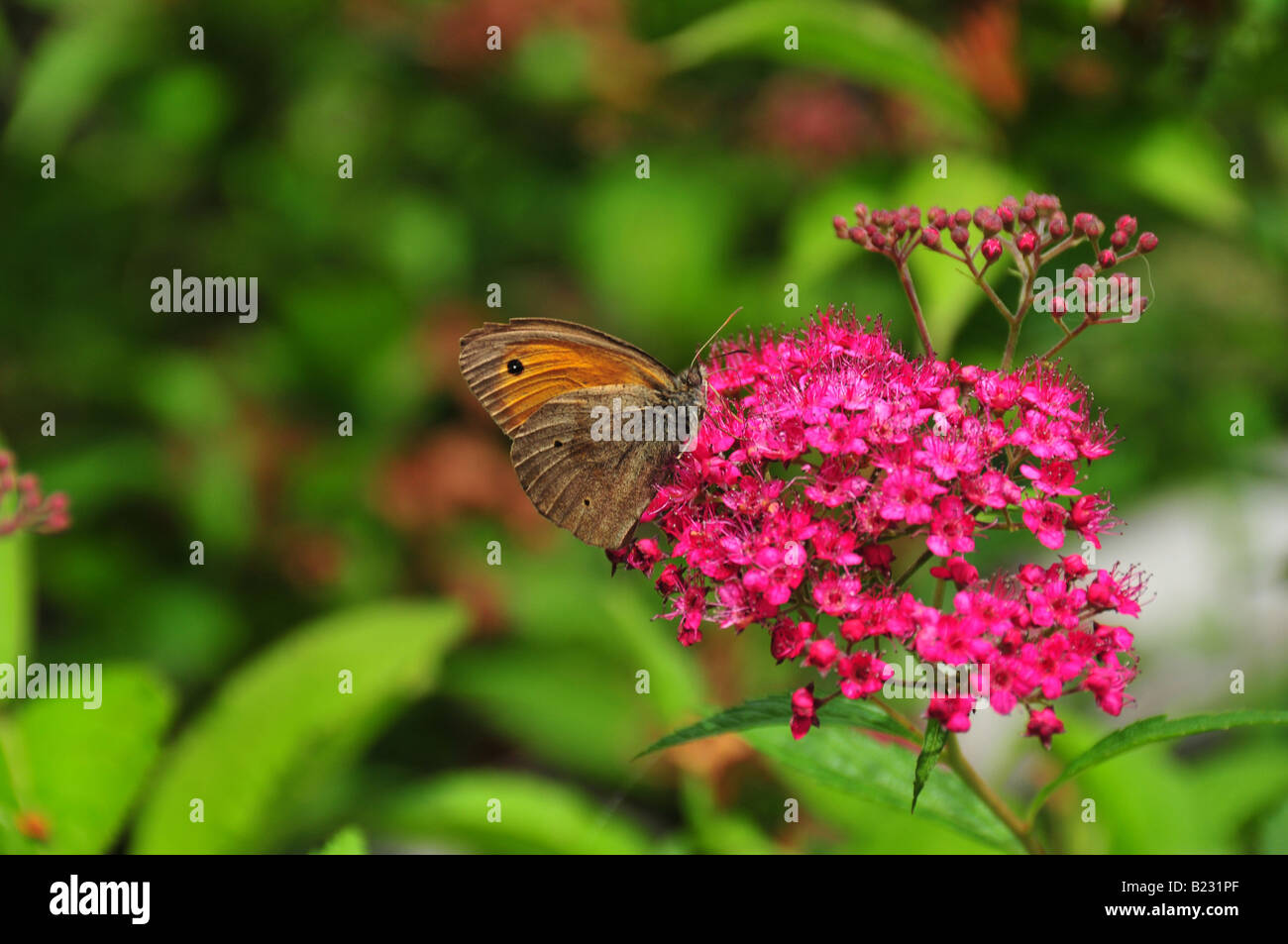 Maniola jurtina on a flower Stock Photo - Alamy