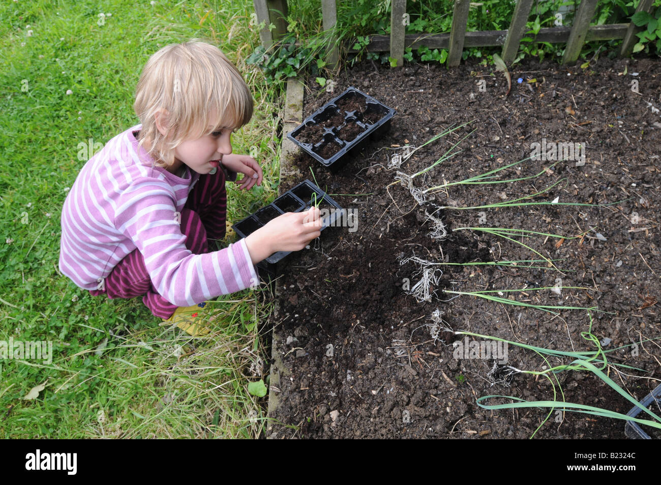 A 5 year-old helps to plant young leeks . Stock Photo